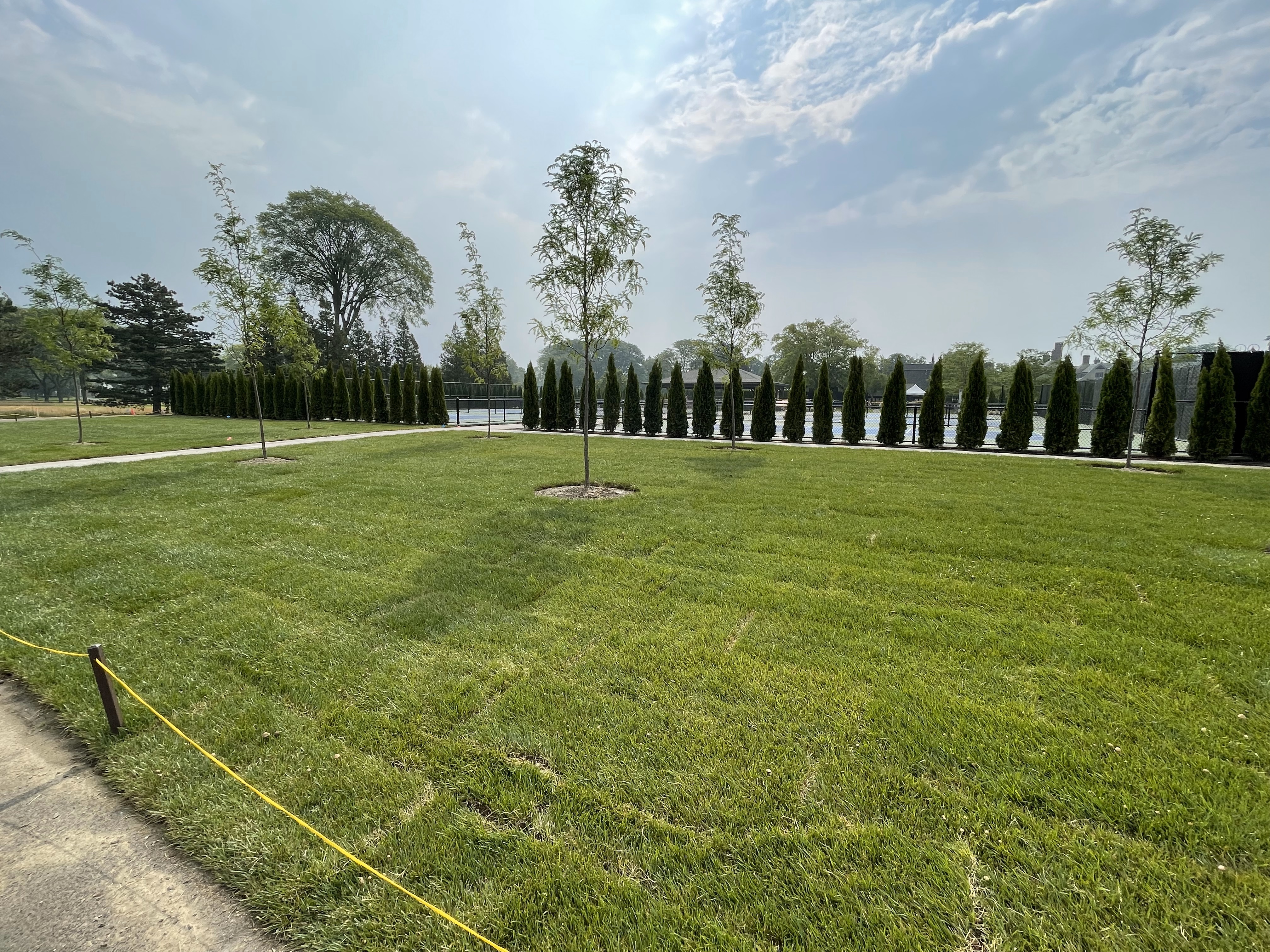 Newly planted tall fescue sod.